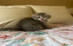Scottish Fold cats for sale: Stunning long hair Scottish fold  - Image 8