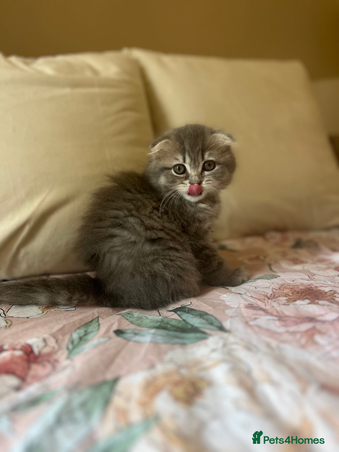 Scottish Fold cats for sale: Stunning long hair Scottish fold  - Image 8