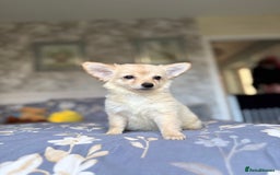 Chihuahua dogs for sale: Chihuahua x Italian volpino (4 puppies left ) 🏆 - Image 27