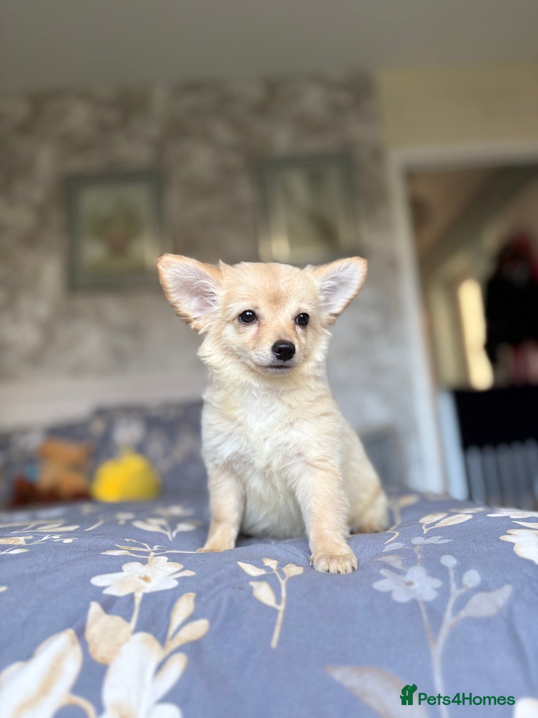 Chihuahua dogs for sale: Chihuahua x Italian volpino (4 puppies left ) 🏆 - Image 27