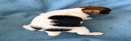 Jack Russell dogs for sale: Beautiful Jack Russell pups, petite, smooth coat.  - Advert 16