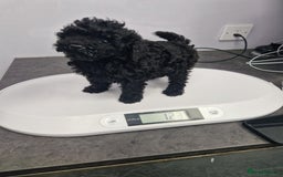 Cavapoo dogs for sale: Fox Red Cavapoo F1 Puppies  - Image 30