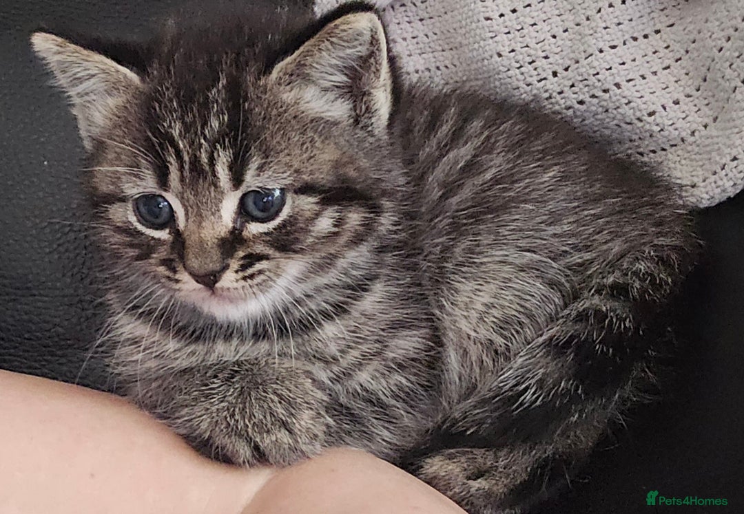 Mixed Breed cats for sale: 3 british short hair mixed kittens - Advert 3