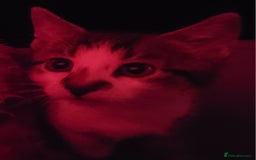 Mixed Breed cats for sale: Gorgeous Harlequin X Tabby Girls in Southport - Image 9