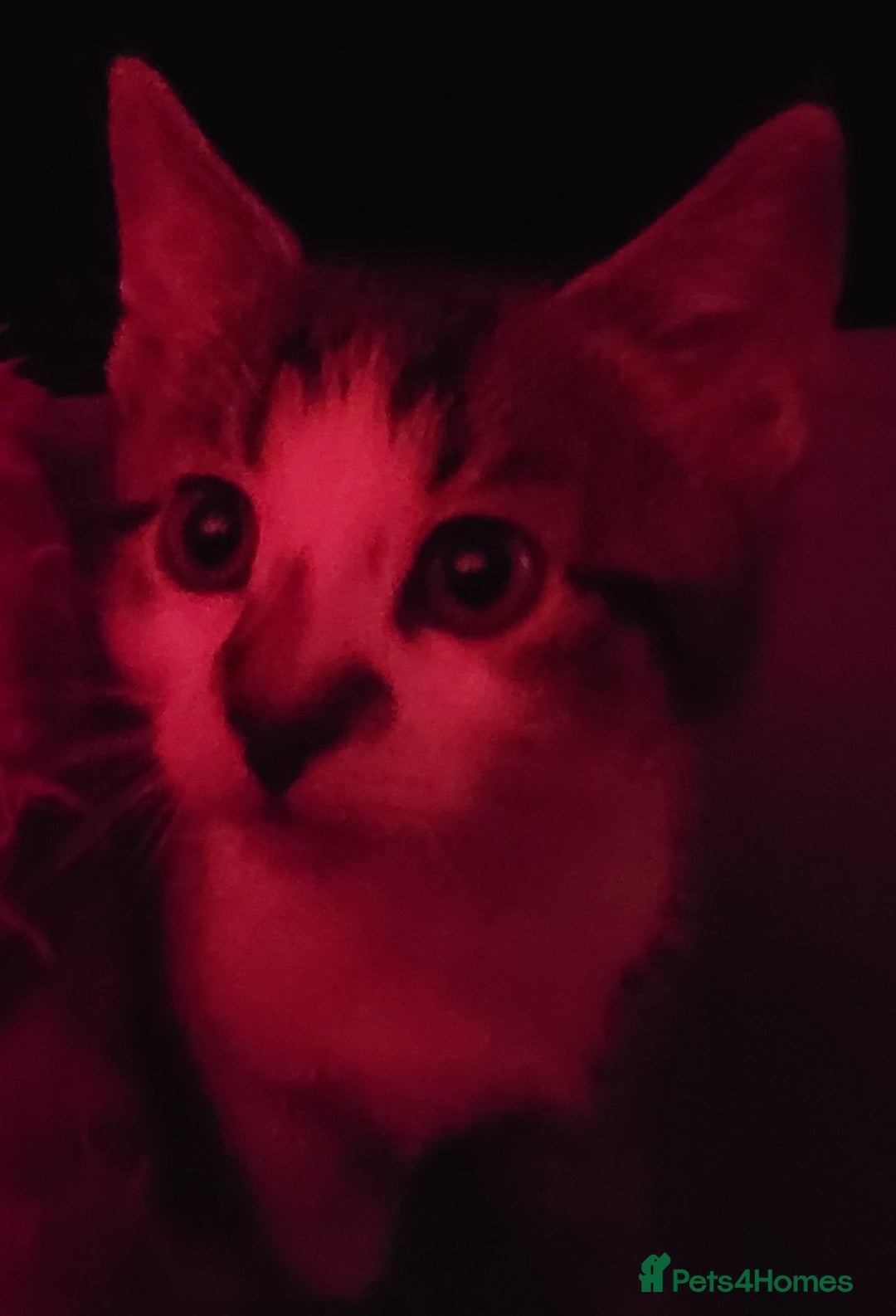 Mixed Breed cats for sale: Gorgeous Harlequin X Tabby Girls in Southport - Image 9