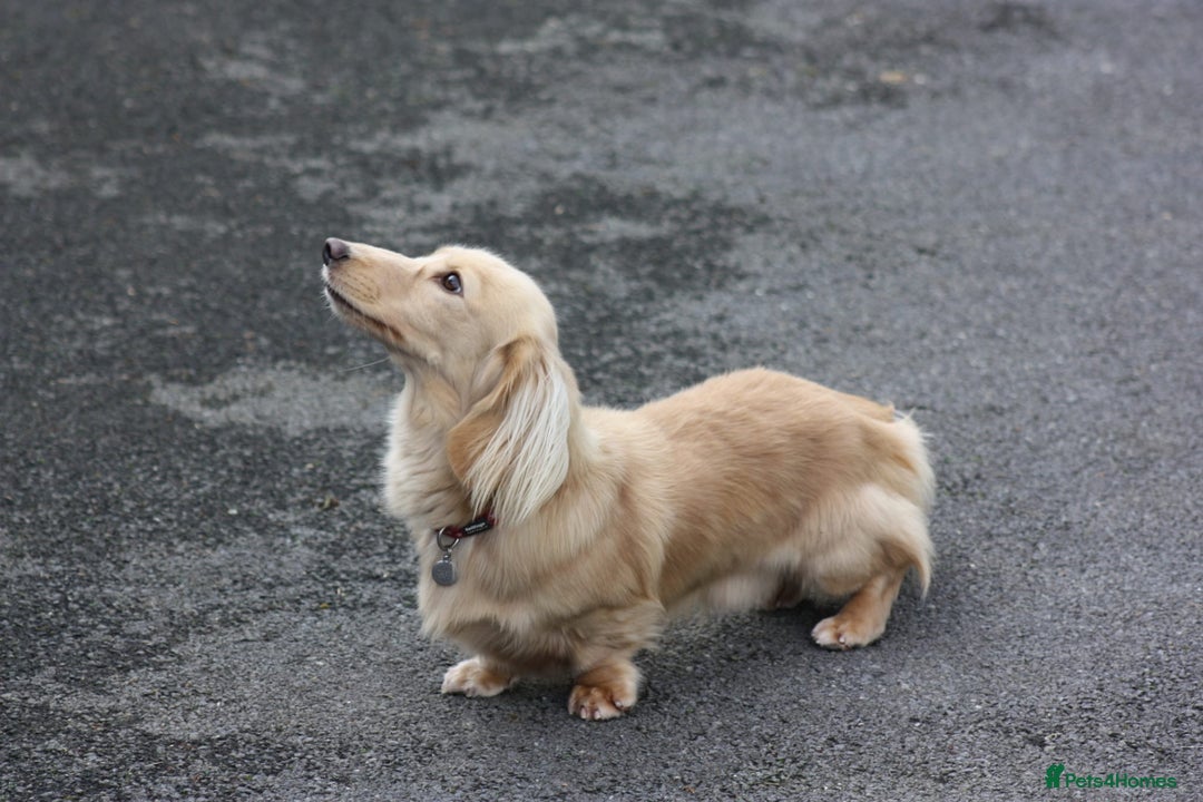 Miniature Dachshund dogs for stud: KC Reg DNA Health Tested CLEAR - CREAM MINI DACH in Littleborough - Image 3