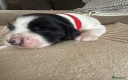 Sprocker dogs for sale: Beautiful Chunky Sprocker Pups - Image 5