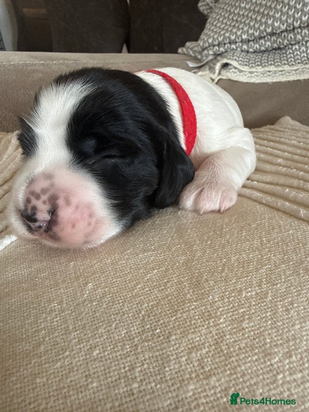 Sprocker dogs for sale: Beautiful Chunky Sprocker Pups - Image 5