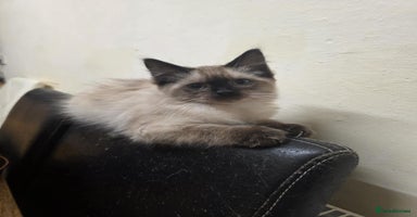 Ragdoll cats - Advert 3
