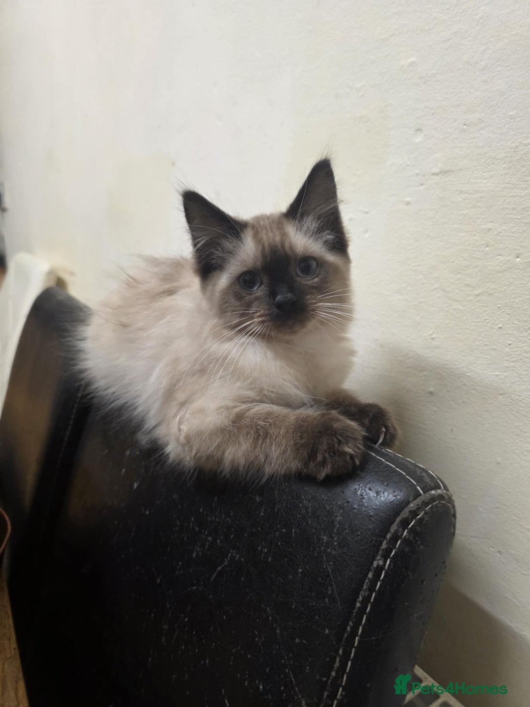 Ragdoll cats for sale: 🩵Beautiful ragdoll 🩵 - Image 3