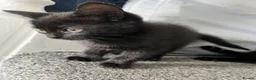 Mixed Breed cats for sale: Black Girl Kittens - Advert 9