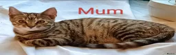 Mixed Breed cats for sale: Ginger & Charcoal Grey X Bengal X kittens  in Bootle - Advert 5