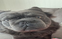 French Bulldog dogs for sale: Male Fluffy French bull dog  - Image 5