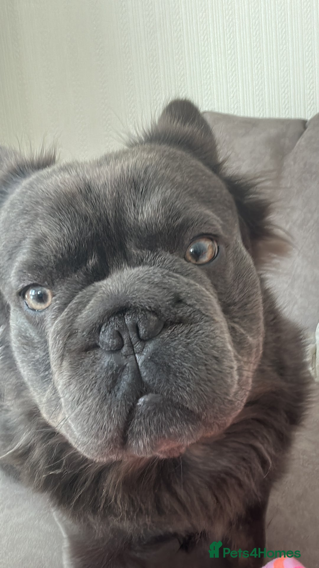 French Bulldog dogs for sale: Male Fluffy French bull dog  - Image 5