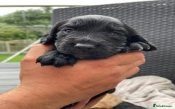 Sprocker dogs for sale: 5 beautiful sprocker puppies ✨️  - Image 3
