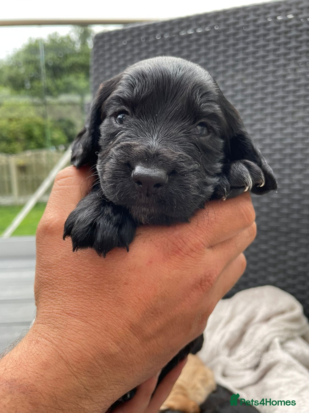 Sprocker dogs for sale: 5 beautiful sprocker puppies ✨️  - Image 3