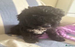 Cockapoo dogs for sale: F2 CockerPoos  - Image 7