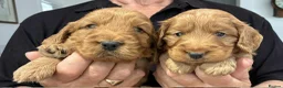 Cockapoo dogs for sale: Beautiful Cockapoo puppies - Advert 5