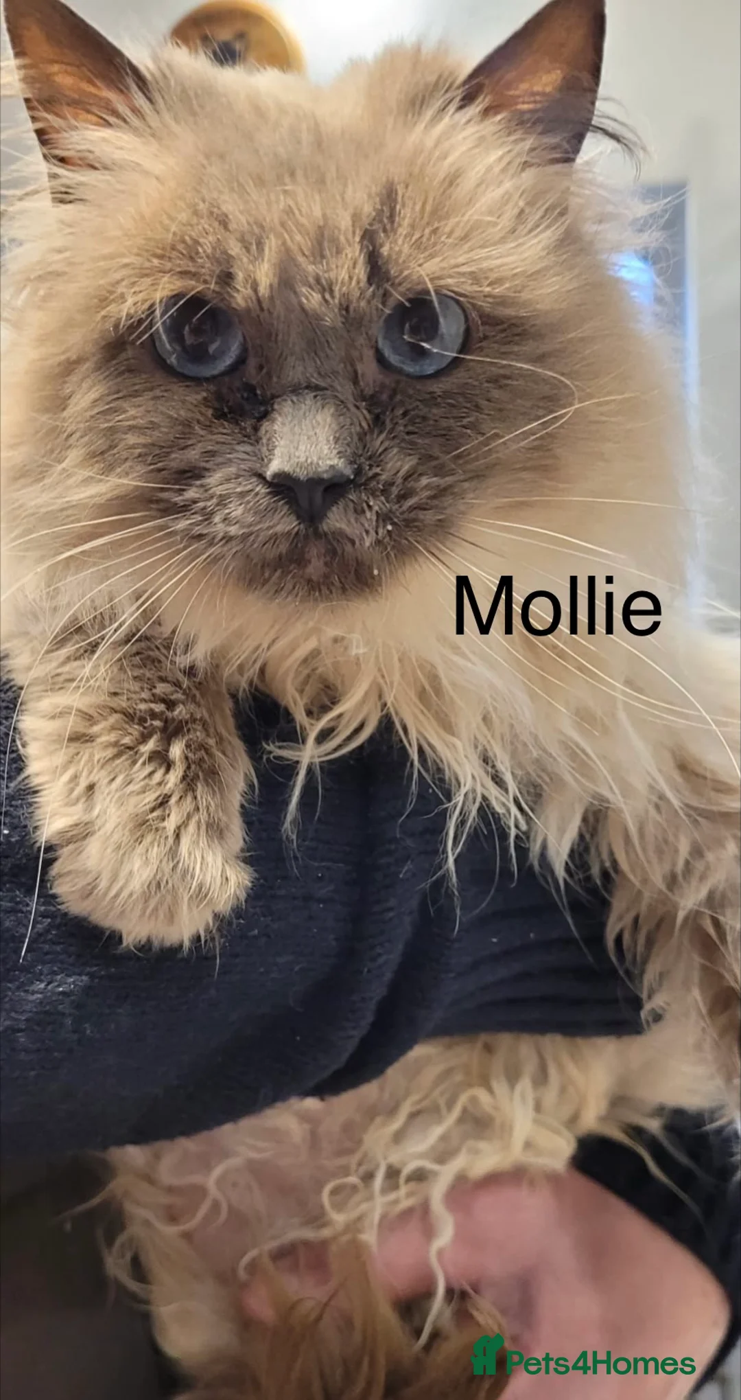 Ragdoll cats for adoption: Meet Mollie - A lovely Blue Point Ragdoll in Northwich - Advert 2