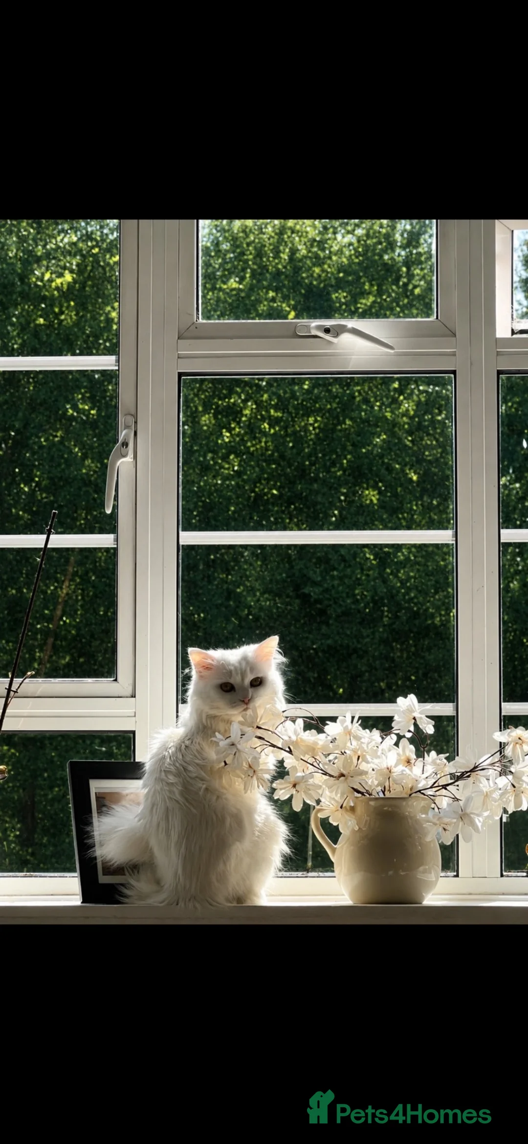 Siberian cats for sale: 5 year old hypoallergenic Pure Russian Siberian in London - Advert 2