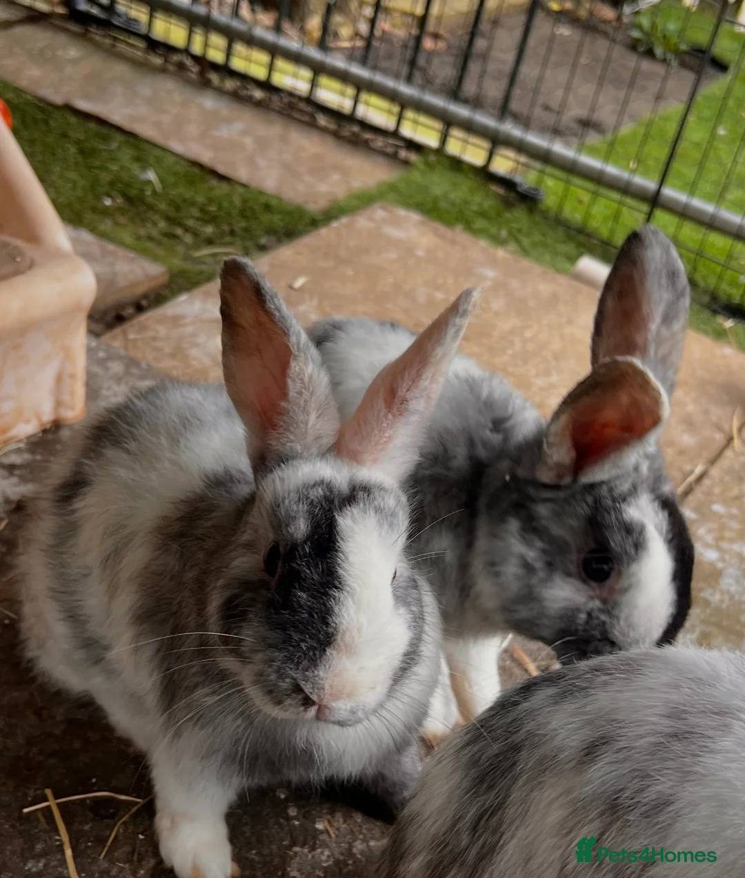 Mini Lop rabbits for sale: HARLEQUIN MINI LOPS in Otley - Advert 2