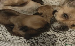 Mixed Breed dogs for sale: Chihuahua cross frenchie  - Image 2
