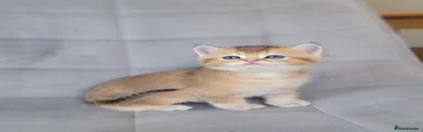 Scottish Fold 1
