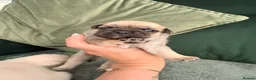 Pug dogs for sale: Beautiful Pug Puppies Ready Sunday 19th July - Advert 6