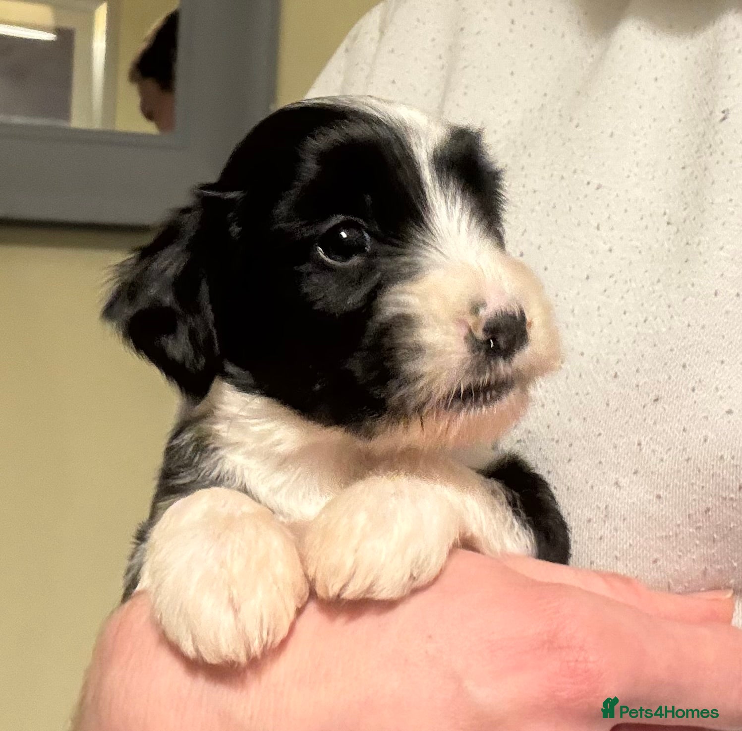 Tibetan Terrier dogs Lovely Litter of KC Reg Tibetan Terrier puppies  - Advert 1