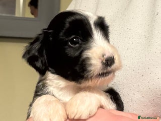 Tibetan Terrier dogs Lovely Litter of KC Reg Tibetan Terrier puppies - Advert 1