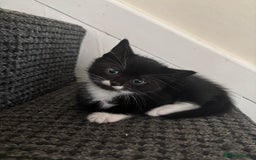 Mixed Breed cats for sale: Gorgeous kittens for sale - Image 2