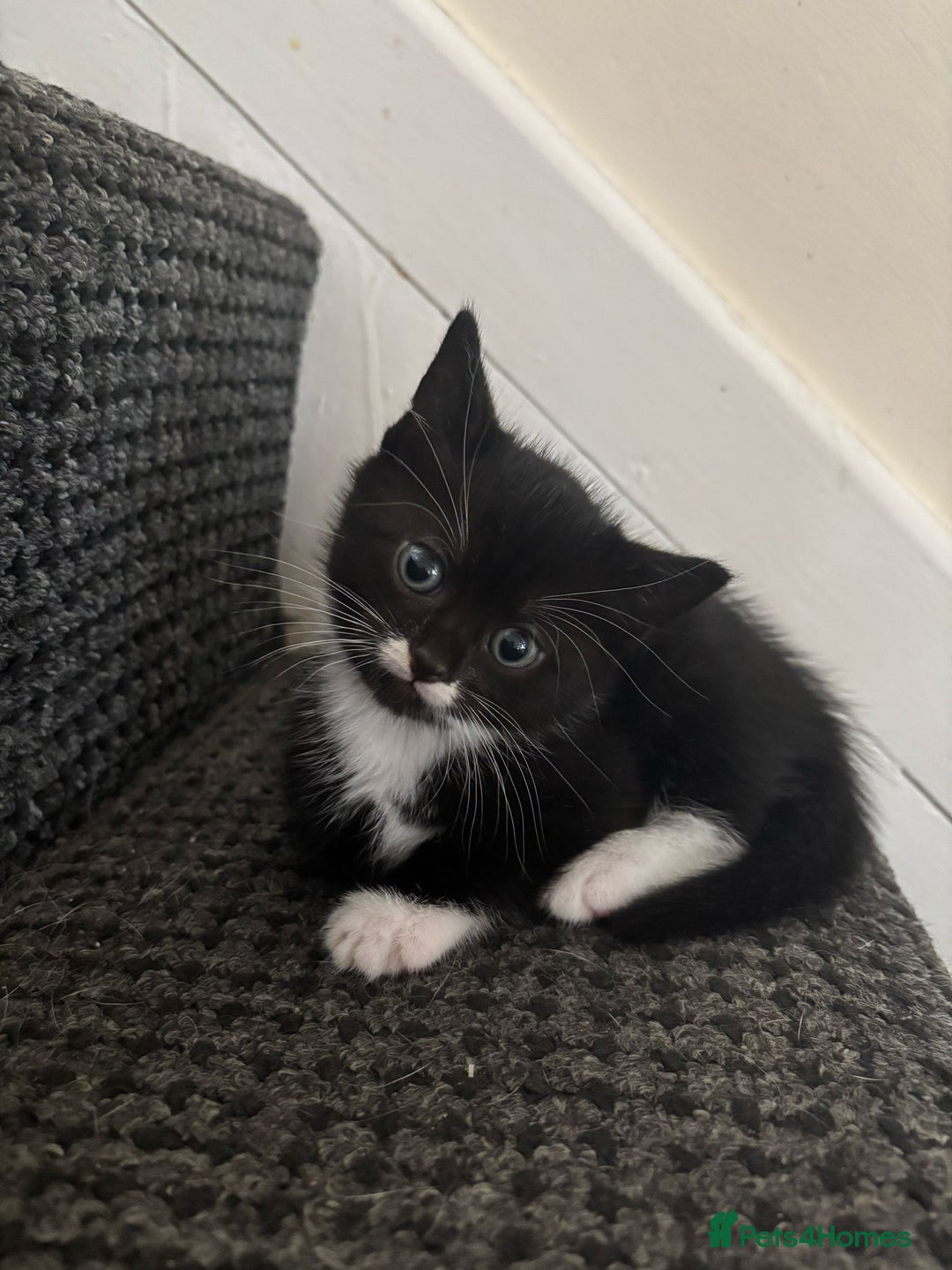 Mixed Breed cats for sale: Gorgeous kittens for sale - Image 2