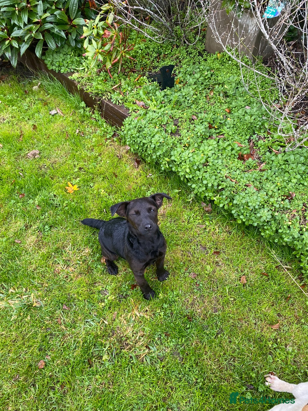 Jack Russell dogs for sale: 2 beautiful dogs for sale - Advert 7