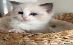 Ragdoll cats for sale: Ragdolls - Image 8