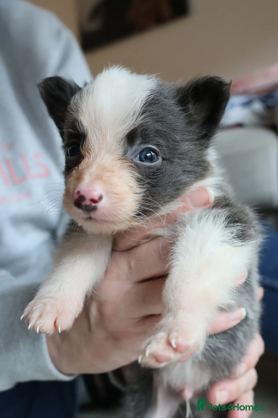 Border Collie dogs for sale: Border Collie Pups - Ellesmere Port - Advert 5