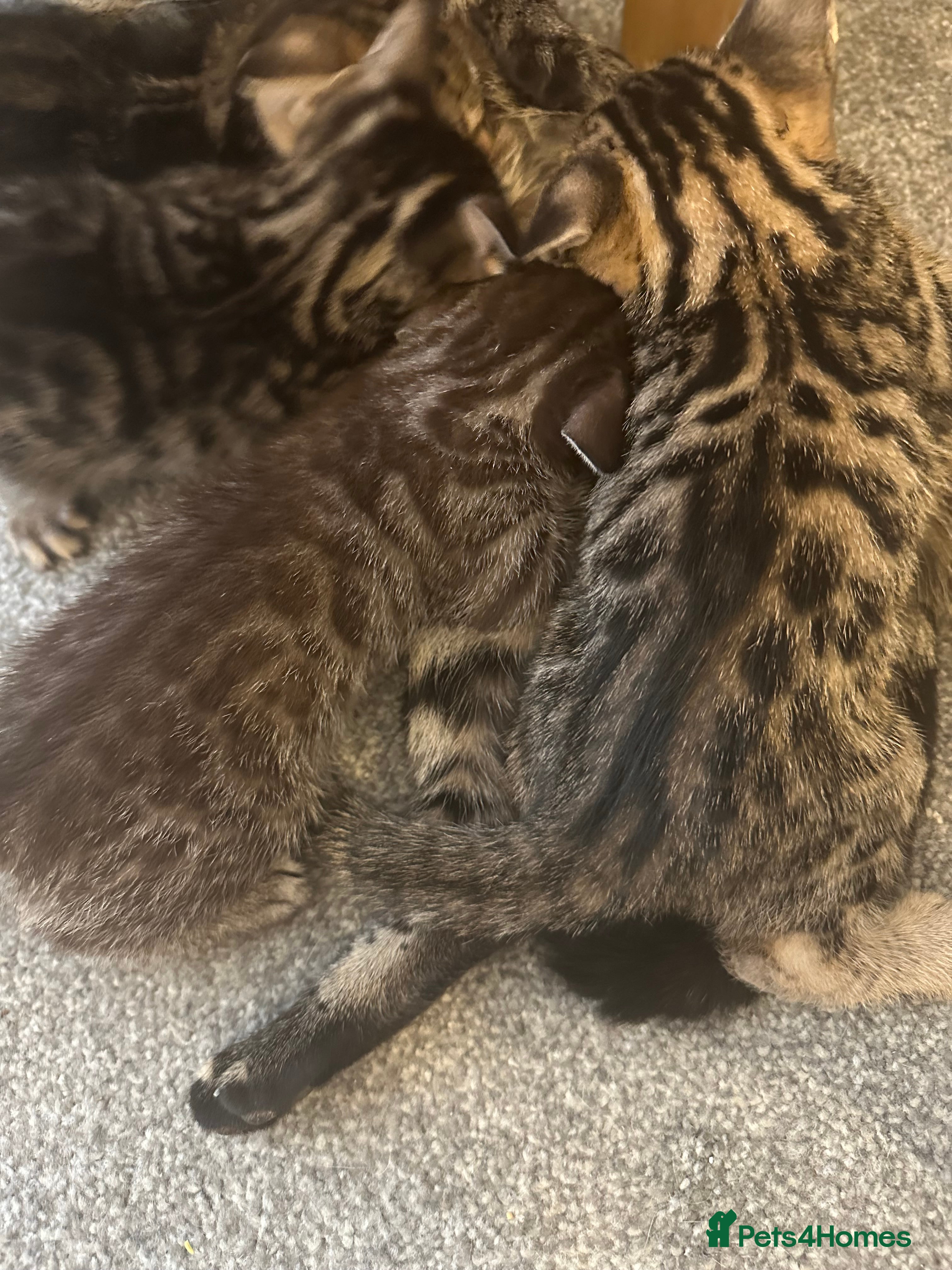 Bengal cats Bengal kittens in Brentford - Advert 1