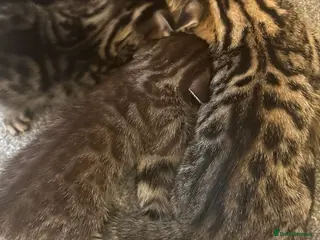 Bengal cats Bengal kittens in Brentford - Advert 1