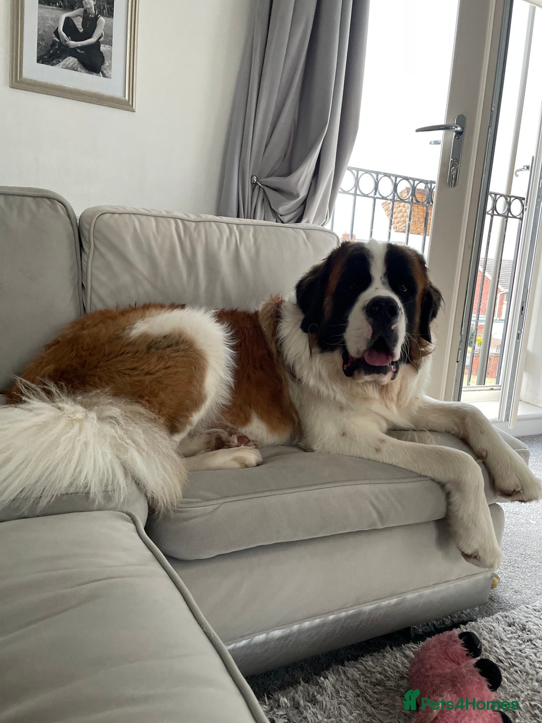 Saint Bernard dogs for sale: Saint Bernard puppies. Ready to leave  - Image 11