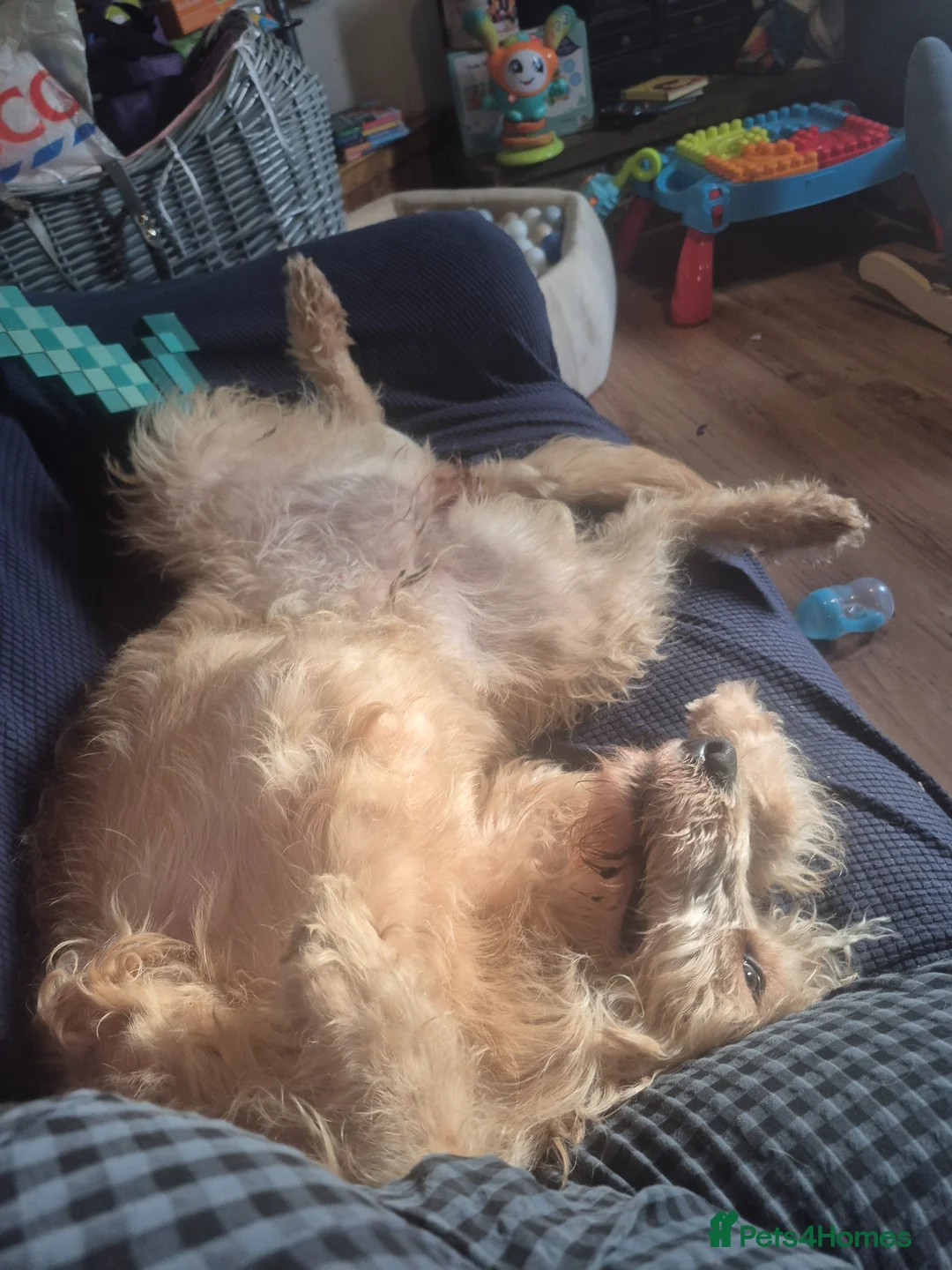 Labradoodle dogs for sale: Apricot wavy haired labradoodle girl  in Dursley - Advert 2