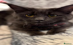 Maine Coon cats for sale: Maine Coon Kittens - Image 10