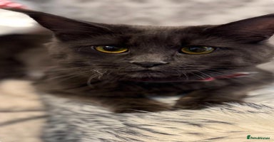 Maine Coon cats - Advert 10