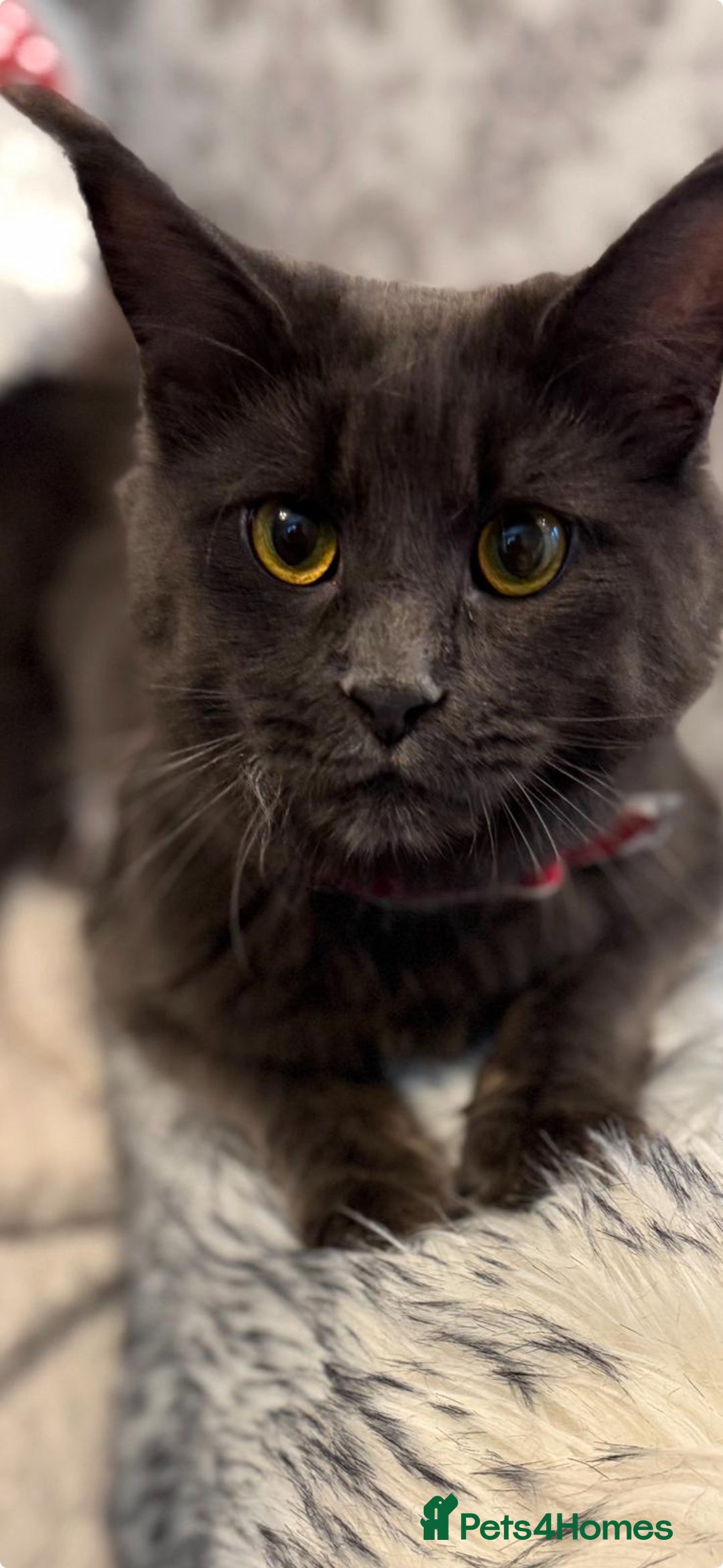 Maine Coon cats for sale: Maine Coon Kittens - Image 10