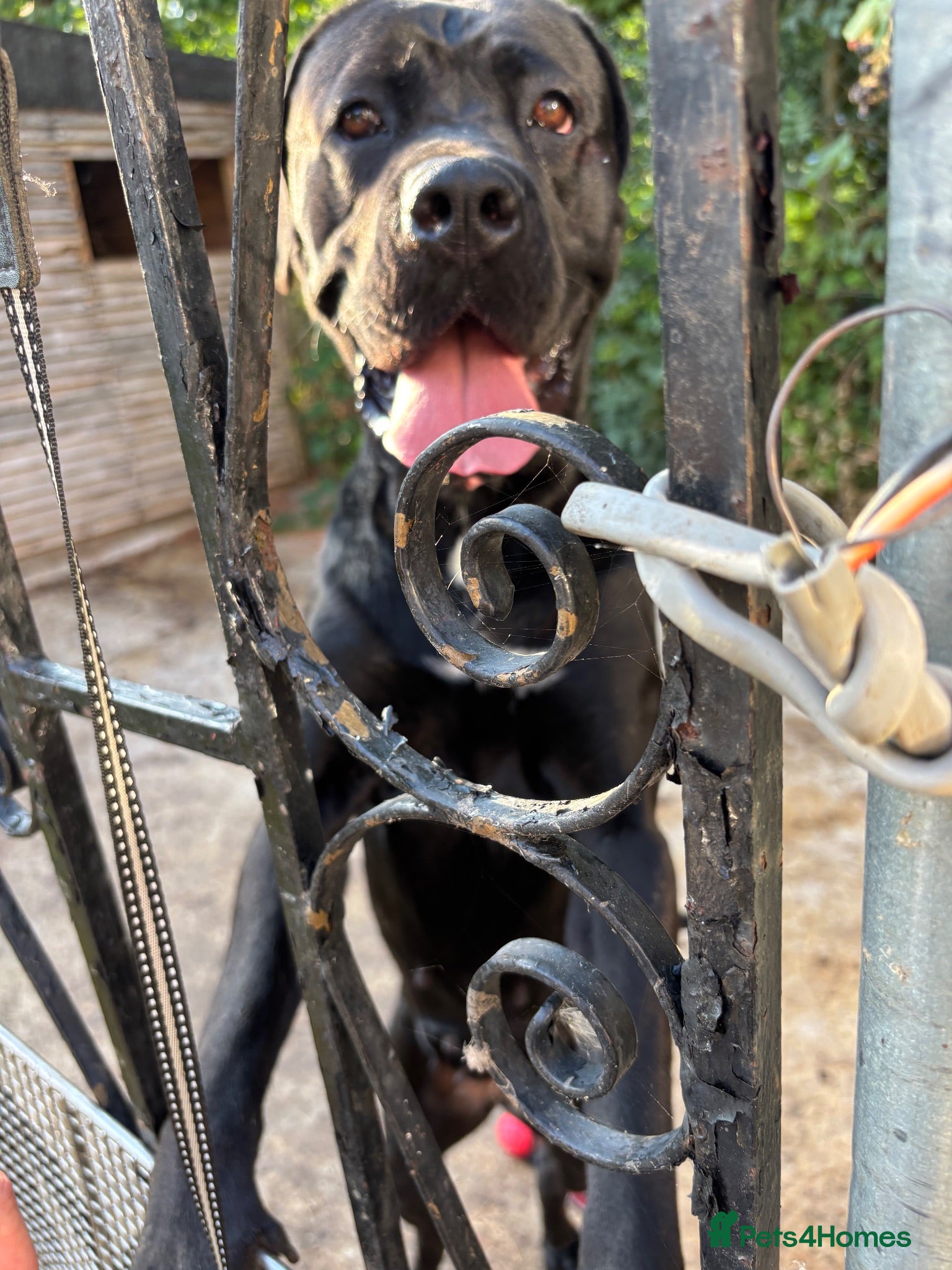 Cane Corso dogs Need a home ASAP - Advert 1