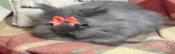 Lionhead rabbits for sale: Beautiful lion head female - Advert 2