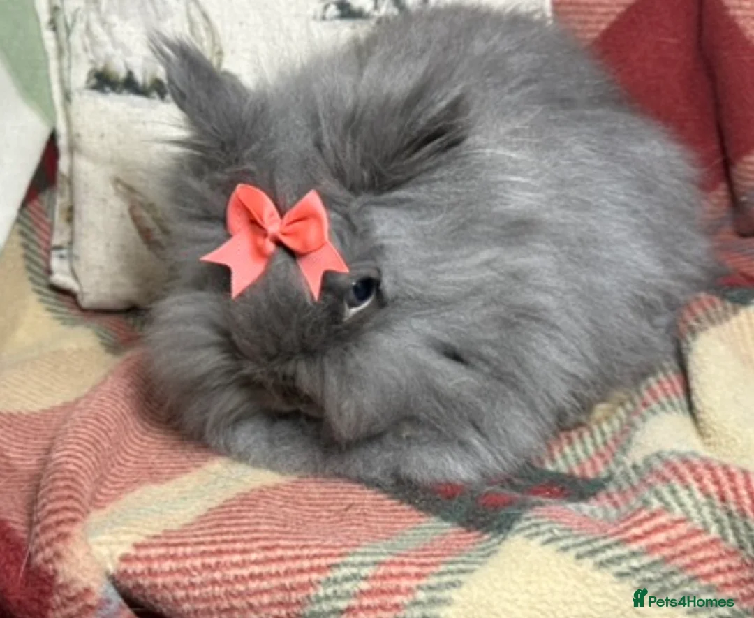 Lionhead rabbits for sale: Beautiful lion head female - Advert 2