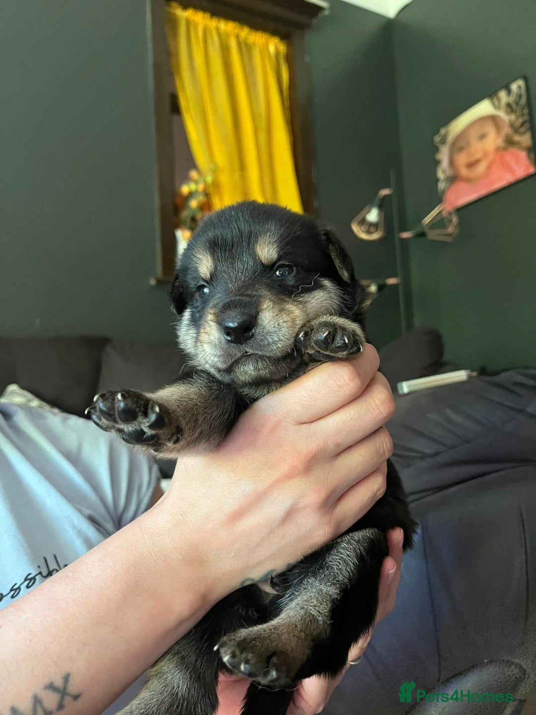 Mixed Breed dogs for sale: 9 beautiful rottweiler cross german shepherd pups - Image 11