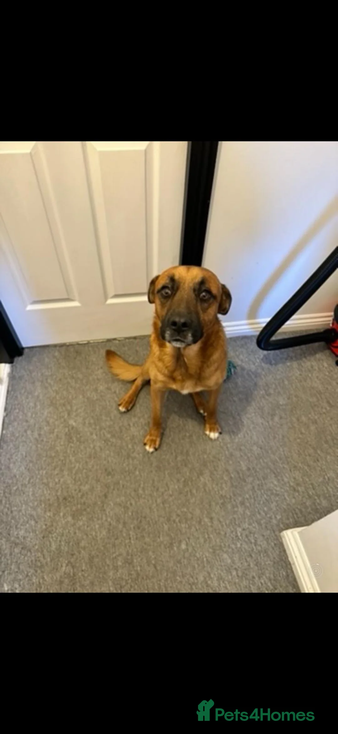Mixed Breed dogs for sale: Bailey German shepherd/rottie/saint bernard in Cranleigh - Advert 2