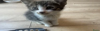 BOY 4