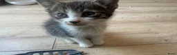 Aegean cats for sale: 5 male greek aegan kittens  - Advert 4