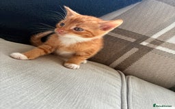 British Shorthair cats for sale: 4 kittens for sale - Image 7